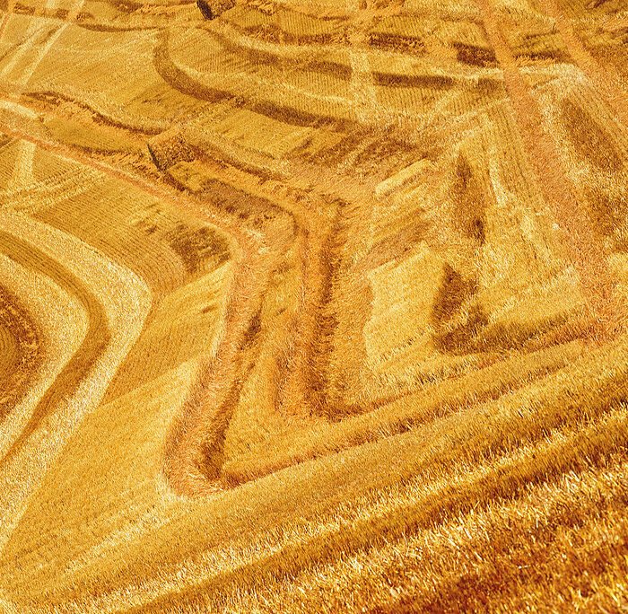 Campo de trigo verde ao horizonte