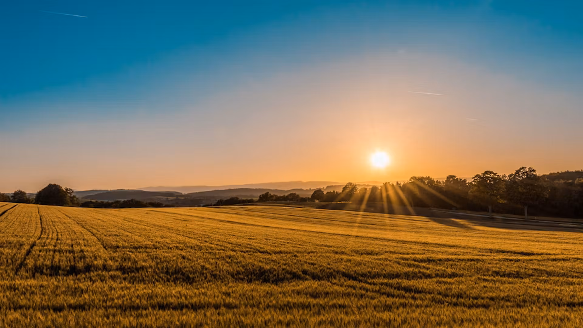 Plantação de trigo ao amanhecer